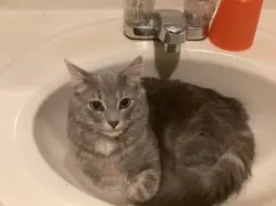 Lost Female Cat last seen Near 14th st NW, North Walking & Biking Path near 145 14th st, and the bear bench park, Portage la Prairie, MB R1N 2V5