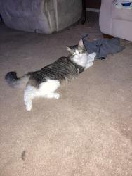 Lost Male Cat last seen Near Las Olas Dr, Belleville, IL 62221