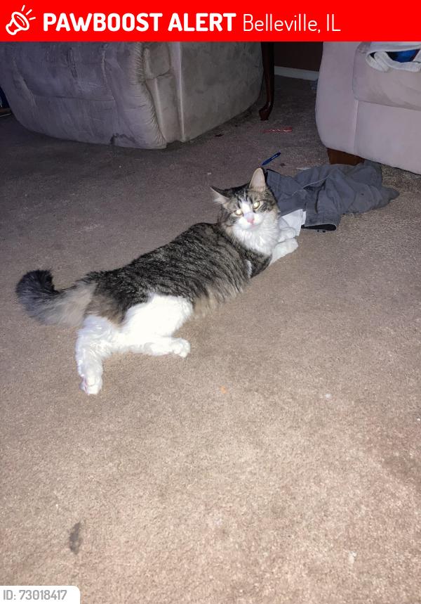 Lost Male Cat last seen Near Las Olas Dr, Belleville, IL 62221