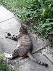 Lost Male Cat last seen 2nd Street..or Hockey football field, Hokendauqua, PA 18052