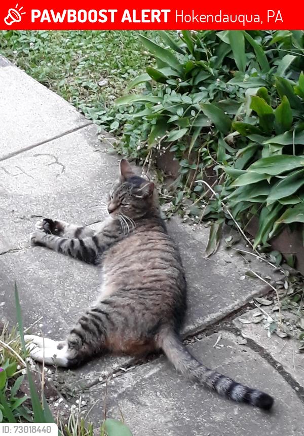 Lost Male Cat last seen 2nd Street..or Hockey football field, Hokendauqua, PA 18052