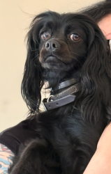 Found/Stray Female Dog last seen Lewelling & Washington, San Leandro, CA 94577