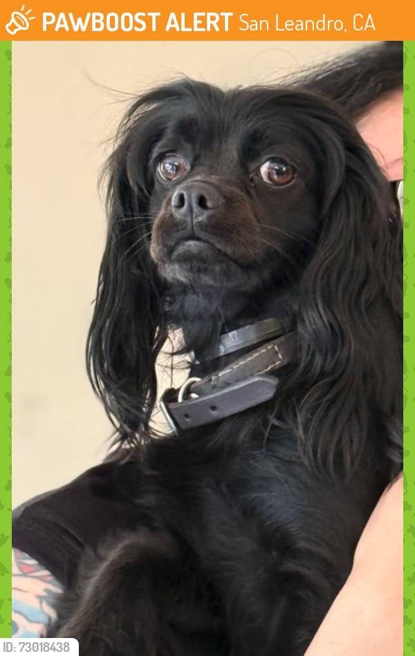 Found/Stray Female Dog last seen Lewelling & Washington, San Leandro, CA 94577