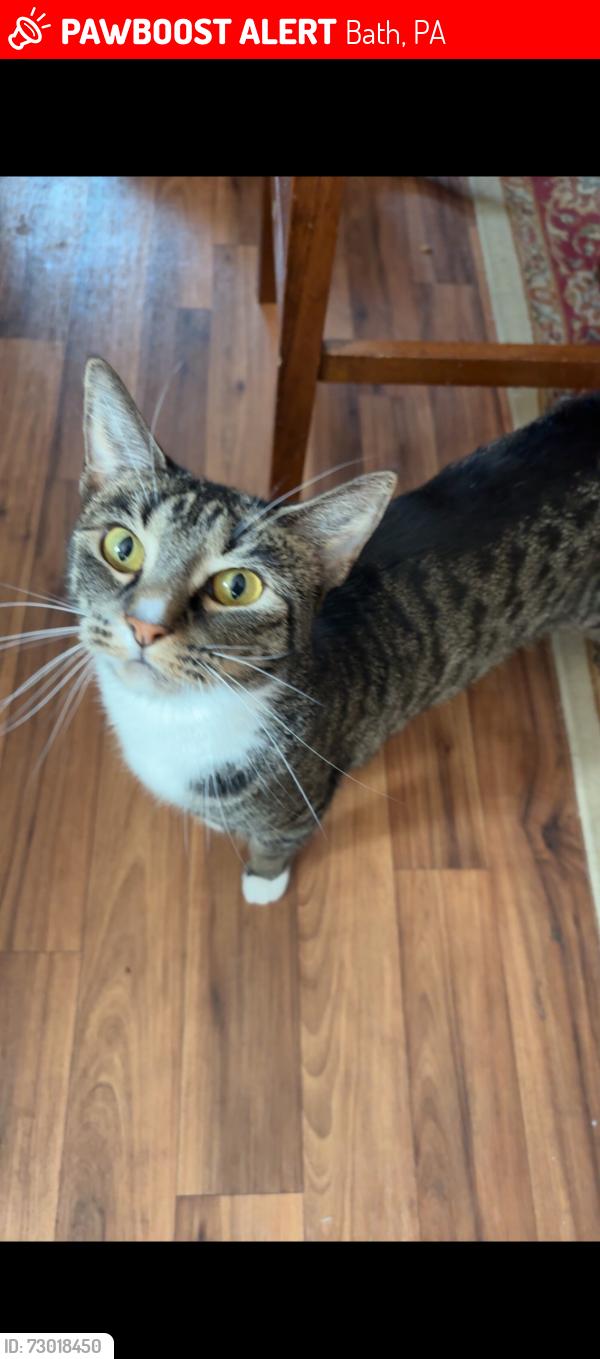 Lost Female Cat last seen Hickory hills, Bath, PA 18014