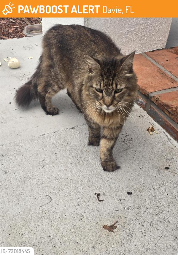 Found/Stray Unknown Cat last seen Orange drive & 101 Avenue Davie Fl, Davie, FL 33328