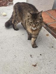 Found/Stray Unknown Cat last seen Orange drive & 101 Avenue Davie Fl, Davie, FL 33328
