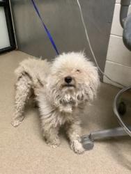 Shelter Stray Male Dog last seen Near Lazy Crest Dr, South District, TX, 355 Hillshire Dr, Haslet, TX 76052, USA