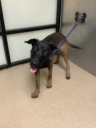 Shelter Stray Male Dog last seen Near Renaissance Sq, East District, TX, 355 Hillshire Dr, Haslet, TX 76052, USA