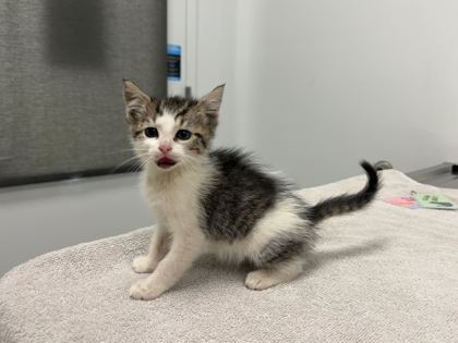 Shelter Stray Female Cat last seen Near NE Cookingham Drive, 64155, MO, 7077 Elmwood Ave, Kansas City, MO 64132, USA