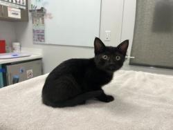 Shelter Stray Female Cat last seen Near E 59th Street, 64110, MO, 7077 Elmwood Ave, Kansas City, MO 64132, USA