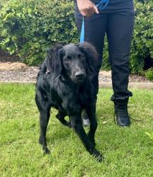 Shelter Stray Male Dog last seen Near Freeport Parkway, Coppell, TX, 821 S Coppell Rd, Coppell, TX 75019, USA