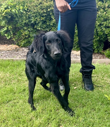 Shelter Stray Male Dog last seen Near Freeport Parkway, Coppell, TX, 821 S Coppell Rd, Coppell, TX 75019, USA