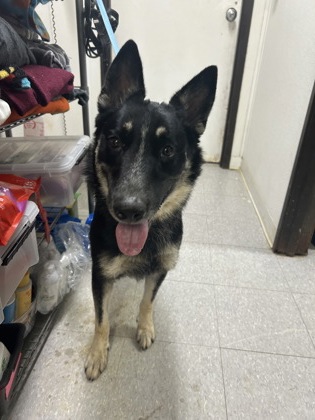 Shelter Stray Female Dog last seen Near Block Of Arthur, KENNEDALE, TX, 3961 Bluebell Dr, Everman, TX 76140, USA