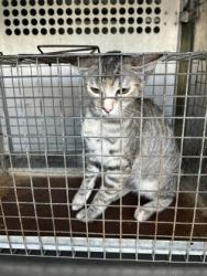 Shelter Stray Unknown Cat last seen Near Block Of Arthur, KENNEDALE, TX, 3961 Bluebell Dr, Everman, TX 76140, USA
