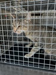 Shelter Stray Unknown Cat last seen Near Block Of Arthur, KENNEDALE, TX, 3961 Bluebell Dr, Everman, TX 76140, USA