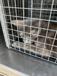Shelter Stray Unknown Cat last seen Near Block Of Arthur, KENNEDALE, TX, 3961 Bluebell Dr, Everman, TX 76140, USA