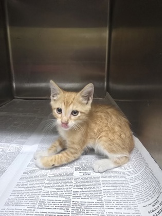 Shelter Stray Unknown Cat last seen Near block of Collete Sublet, KENNEDALE, TX, 3961 Bluebell Dr, Everman, TX 76140, USA