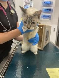 Shelter Stray Female Cat last seen Food Lion off of New Hope, County/Unicorporated, NC, 1491 Business Park Ct, Gastonia, NC 28052, USA
