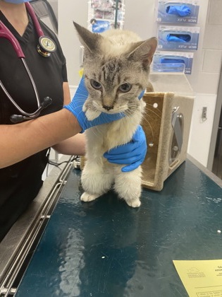 Shelter Stray Female Cat last seen Food Lion off of New Hope, County/Unicorporated, NC, 1491 Business Park Ct, Gastonia, NC 28052, USA