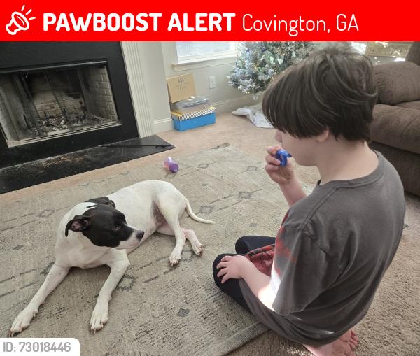 Lost Female Dog last seen Hwy 81 ,Ellis trail ,Hampton ct, Covington, GA 30016