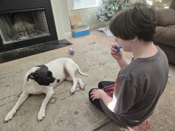 Lost Female Dog last seen Hwy 81 ,Ellis trail ,Hampton ct, Covington, GA 30016