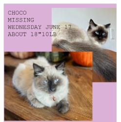 Lost Female Cat last seen Surf circle street. Near dog park and duck pound., Sechelt, BC 