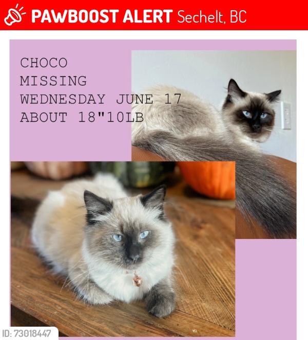 Lost Female Cat last seen Surf circle street. Near dog park and duck pound., Sechelt, BC 