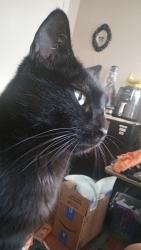Lost Male Cat last seen E stockton blvd, Elk Grove, CA 95624