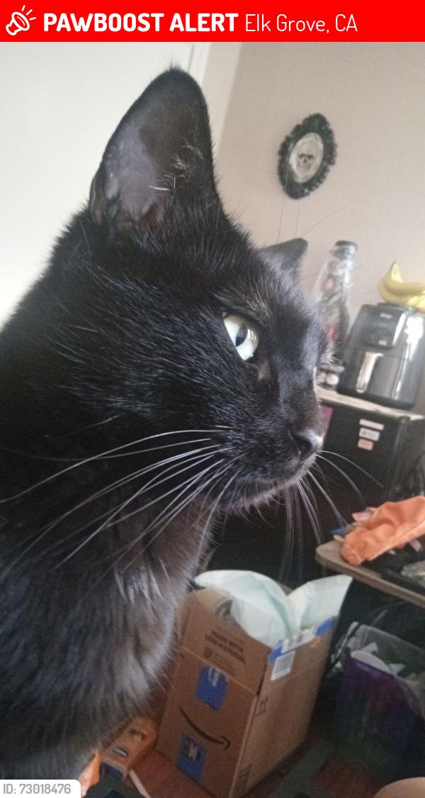 Lost Male Cat last seen E stockton blvd, Elk Grove, CA 95624