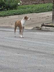Found/Stray Unknown Dog last seen Highcliff and silverstar, San Antonio, TX 78217