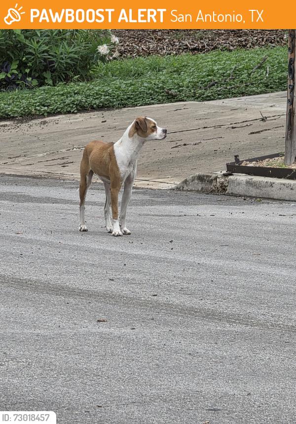 Found/Stray Unknown Dog last seen Highcliff and silverstar, San Antonio, TX 78217