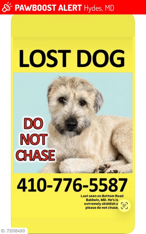 Lost Male Dog last seen Fork rd, Hydes, MD 21082