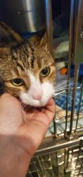 Found/Stray Female Cat last seen madden ave palm bay, Palm Bay, FL 32908