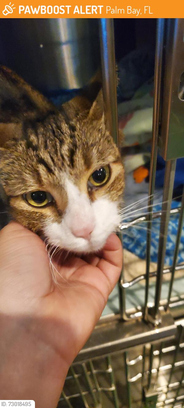 Found/Stray Female Cat last seen madden ave palm bay, Palm Bay, FL 32908