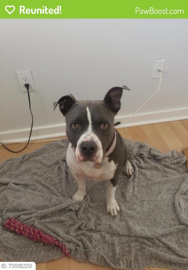 Reunited Female Dog last seen E Shea Bld Scottdale, AZ 85259, Scottsdale, AZ 85253