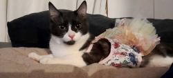 Lost Female Cat last seen Waybrune Canada way , Burnaby, BC V5G 1K8
