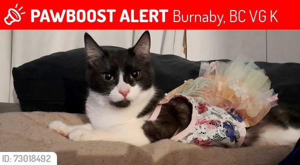 Lost Female Cat last seen Waybrune Canada way , Burnaby, BC V5G 1K8