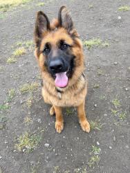 Reunited Male Dog last seen 12th st and steven’s, Tacoma, WA 98409