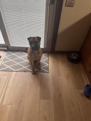 Lost Male Dog last seen Nantucket Drive, Fort Wayne, IN 46815