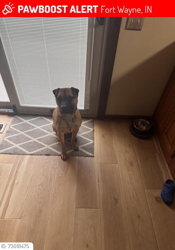 Lost Male Dog last seen Nantucket Drive, Fort Wayne, IN 46815