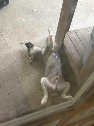 Lost Male Dog last seen Chick-fil-A or the park it has big swings and a pond for ducks are, Pearland, TX 77584