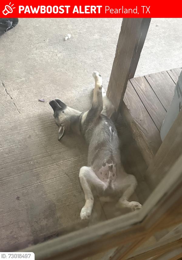Lost Male Dog last seen Chick-fil-A or the park it has big swings and a pond for ducks are, Pearland, TX 77584
