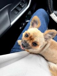 Found/Stray Male Dog last seen Fairview, Santa Ana, CA 92704