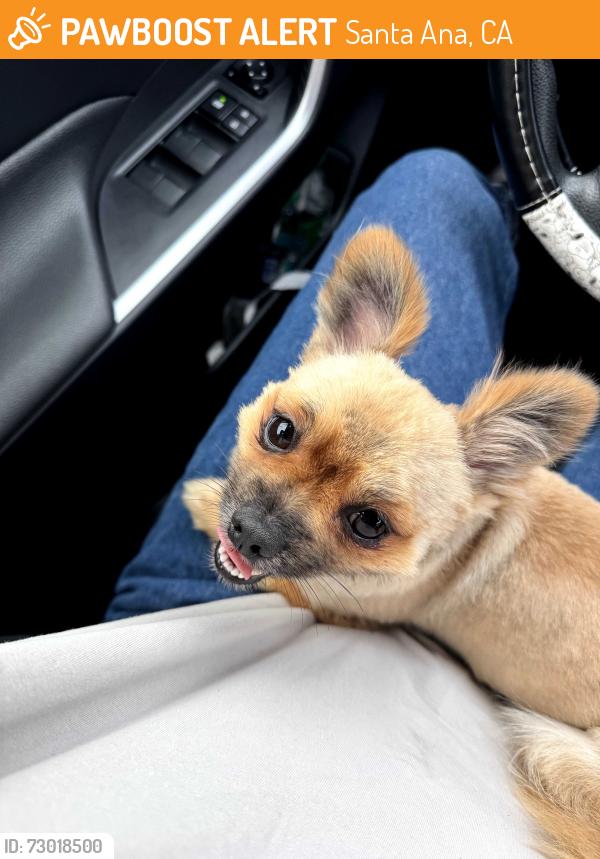 Found/Stray Male Dog last seen Fairview, Santa Ana, CA 92704
