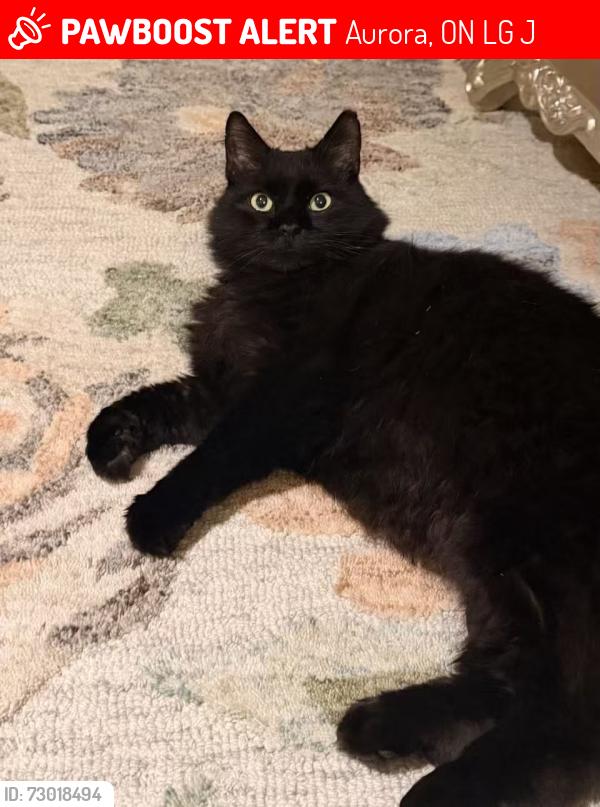 Lost Male Cat last seen Near archerhill crt, near the forest, Aurora, ON L4G 7J9