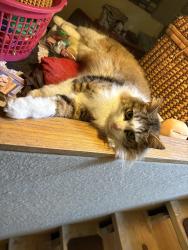 Lost Male Cat last seen Charles ave and Dunlap st, Saint Paul, MN 55104