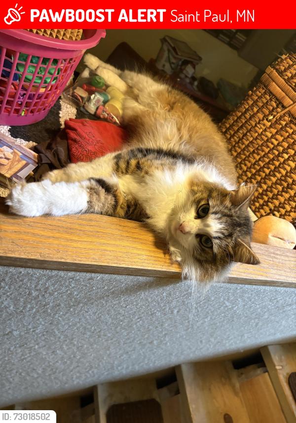 Lost Male Cat last seen Charles ave and Dunlap st, Saint Paul, MN 55104