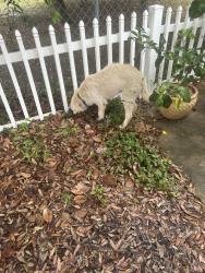 Found/Stray Male Dog last seen Azalea Street, Panama City Beach, FL 32407