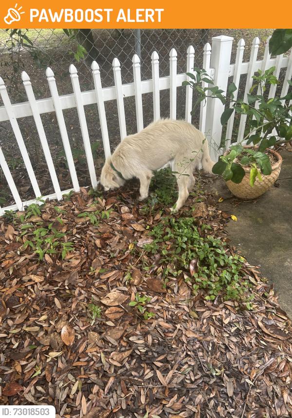 Found/Stray Male Dog last seen Azalea Street, Panama City Beach, FL 32407