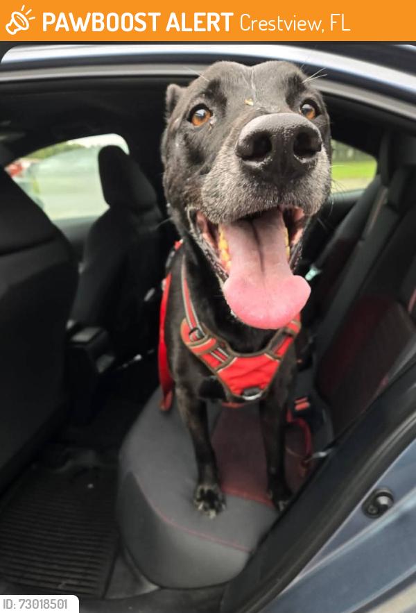 Found/Stray Male Dog last seen 2nd Ave, Crestview, FL 32539